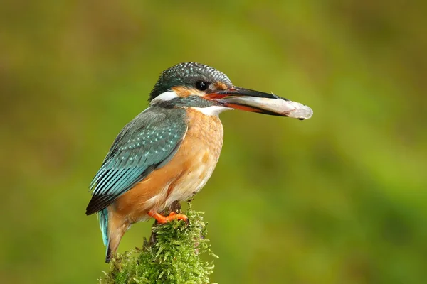 Eisvogel mit Beute — Stockfoto