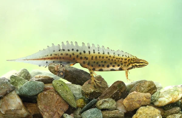 Triturus vulgaris — Stock Fotó