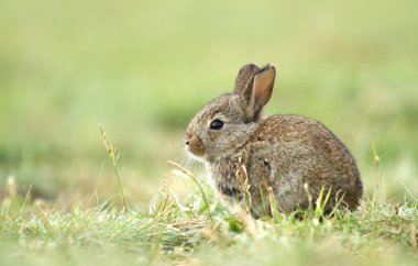 Little rabbit clipart