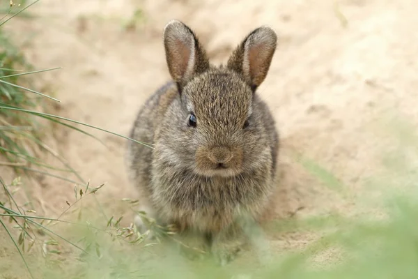 Милый дикий кролик — стоковое фото