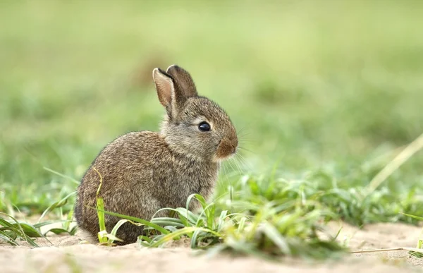 Sevimli yabani tavşan — Stok fotoğraf