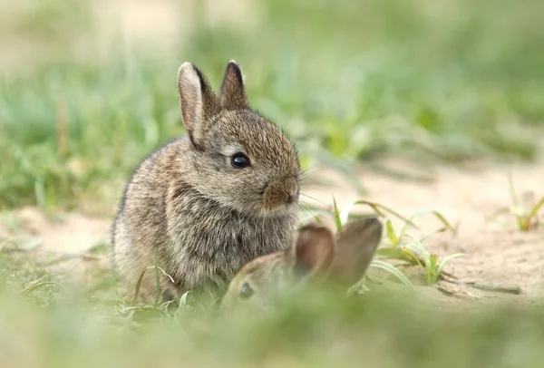 Iki küçük tavşan — Stok fotoğraf