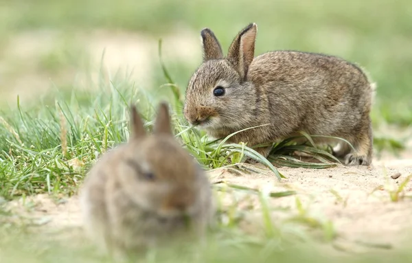 Iki yabani tavşan — Stok fotoğraf