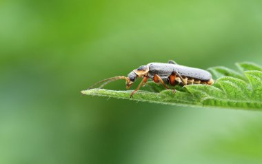 Cantharis fusca