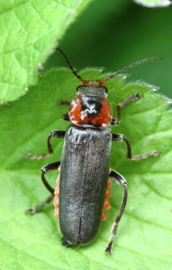 Cantharis rustica