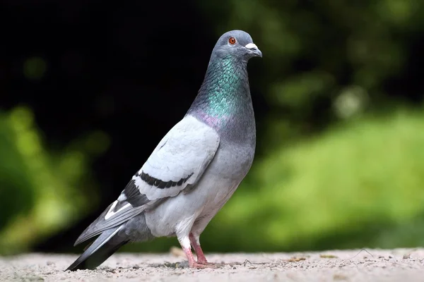 Süslü güvercin — Stok fotoğraf