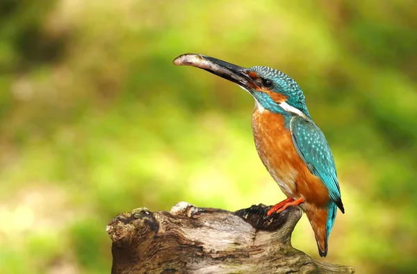 Kingfisher — Stock Photo, Image