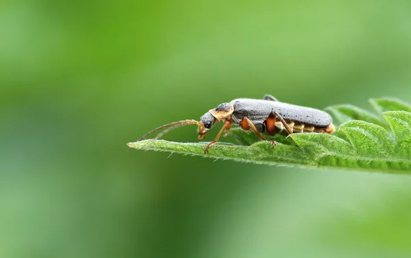 Cantharis fusca — Foto de Stock