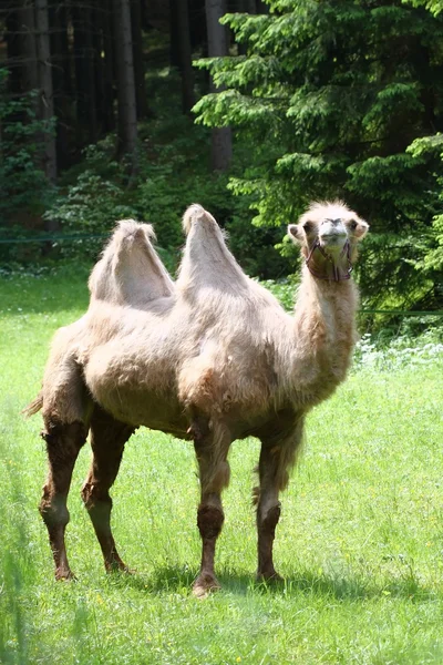 Camel — Stock Photo, Image