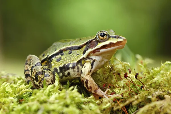 Pelophylax esculentus