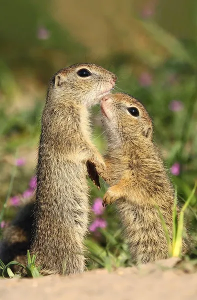 Terra esquilo amizade — Fotografia de Stock