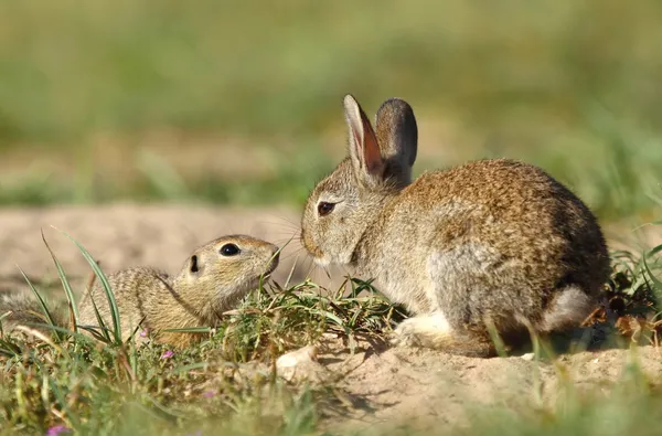 Rabbit and ground squirrel — Stock Photo, Image