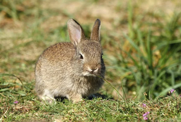 Küçük yabani tavşan — Stok fotoğraf