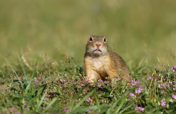 Ground squirrel — Stock Photo, Image