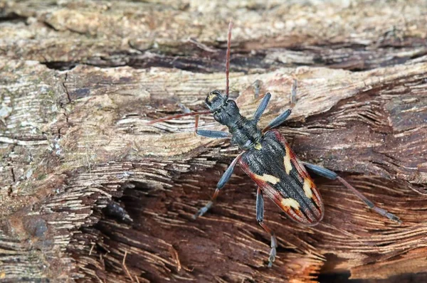 Rhagium Bifasciatum Dwa Chrząszcze Bandyckie — Zdjęcie stockowe