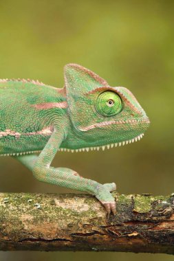 Vaded bukalemun Chamaeleo calyptratus