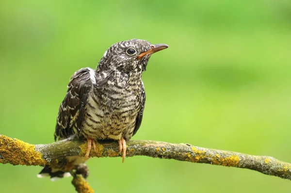 Der Gemeine Kuckuck Cuculus Canorus — Stockfoto