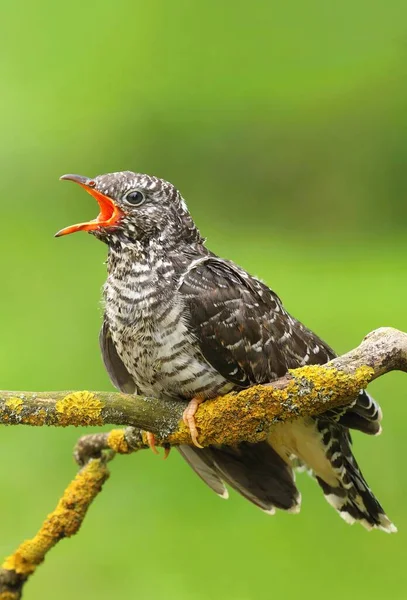 Kukułka Zwyczajna Cuckoo Canorus — Zdjęcie stockowe
