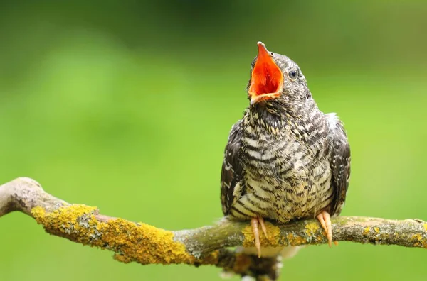 Common Cuckoo Cuculus Canorus — Stock Photo, Image