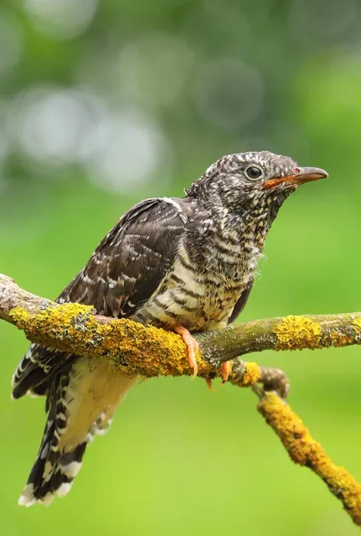 Common Cuckoo Cuculus Canorus — Stock Photo, Image