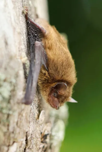 Little Brown Bat Pipistrellus Pipistrellus — Stock Photo, Image