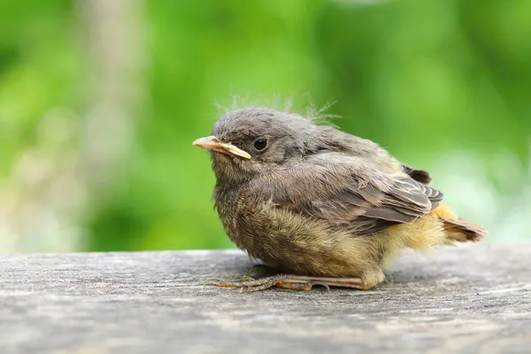 Der Hausrotschwanz Phoenicurus Ochruros — Stockfoto