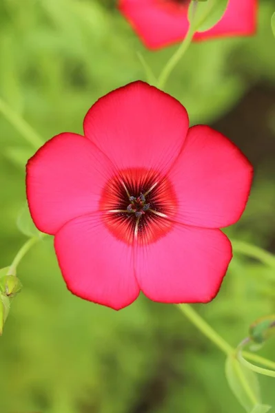 Červená Květina Linum Grandiflorum Kvetoucí — Stock fotografie