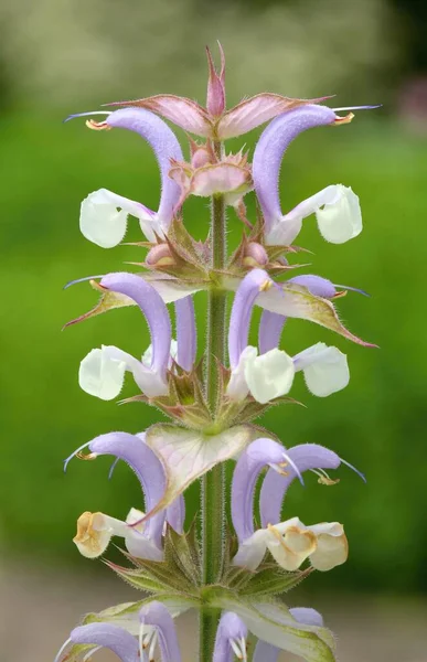 Flor Del Clario Salvia Sclarea — Foto de Stock