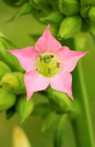 Kwiat Tytoniu Uprawianego Nicotiana Tabacum — Zdjęcie stockowe