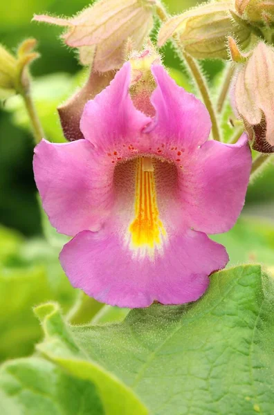 Interesting Pink Flower Proboscidea Louisianica — Stock Photo, Image