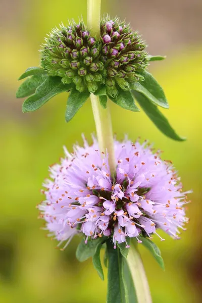 癒しの花 Mentha Cervina咲き — ストック写真