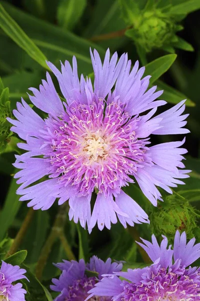 Fioletowy Kwiat Stokesia Laevis Kwitnący — Zdjęcie stockowe