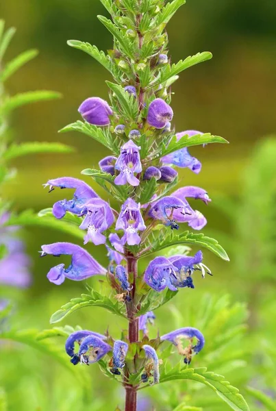 Fleur Guérison Dracocephalum Moldavicum Floraison — Photo