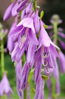 Kokulu muz zambağı Hosta plantaginea