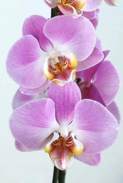 Schöne Rosa Orchideenblume Blüht — Stockfoto