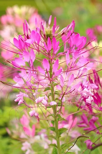 Spiny Kwiat Pająka Cleome Spinosa — Zdjęcie stockowe