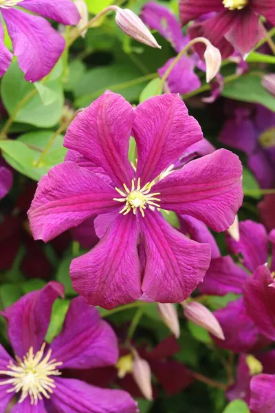 Fleur Violette Clematis Viticella — Photo