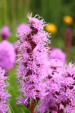 Parlayan yıldız çiçeği Liatris spicata