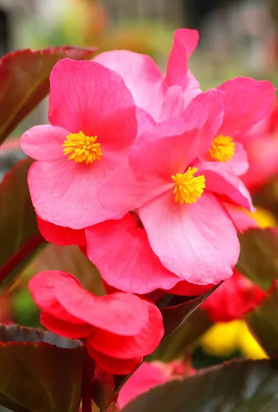 Beautiful Wax Flower Begonia Cucullata — Stock Photo, Image