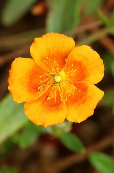 Pedra Curativa Rosa Helianthemum Nummularium — Fotografia de Stock