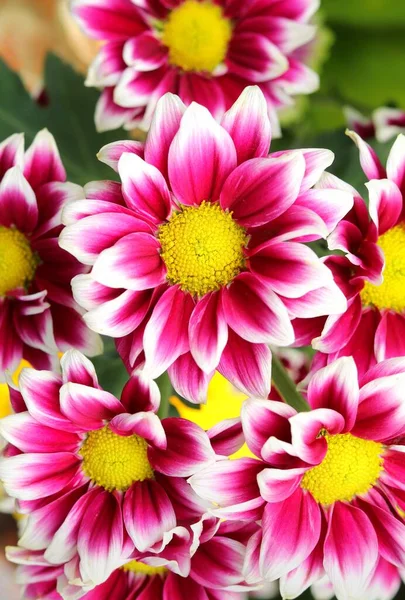 Krásná Podzimní Květina Chryzantéma Indicum — Stock fotografie