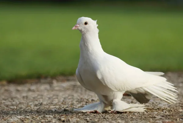 아름다운 비둘기 — 스톡 사진