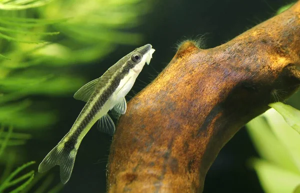 Mycket Trevligt Akvarium Fisk Otocinclus Affinis — Stockfoto