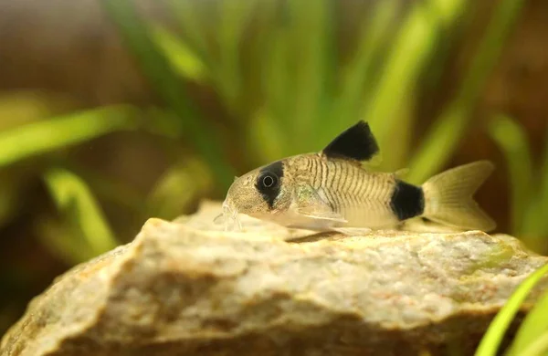 Çok tatlı küçük akvaryum balığı Corydoras panda
