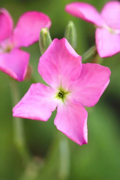 Vacker Trädgård Blomma Matthiola Incana — Stockfoto
