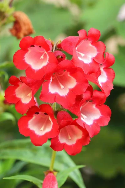 Vacker Trädgård Blomma Pentstemon Hybridus — Stockfoto