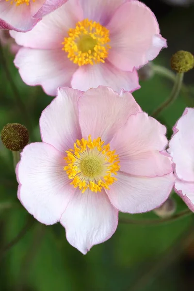 Krásná Květina Anemone Hupehensis — Stock fotografie