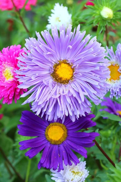 Piękny Ogród Kwiat Erigeron Speciosus — Zdjęcie stockowe