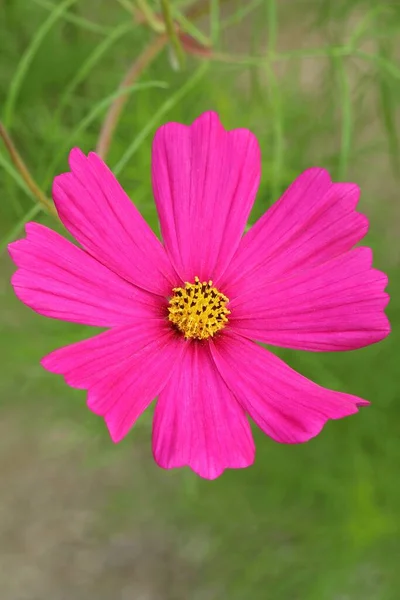 Vacker Trädgård Blomma Cosmos Bipinnatus — Stockfoto