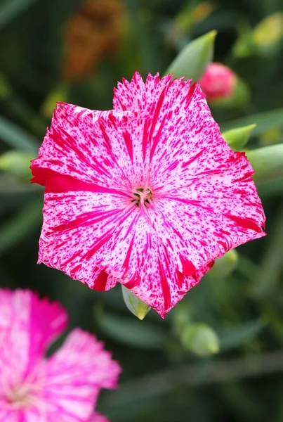 Schöne Gartenblume Dianthus Barbatus — Stockfoto